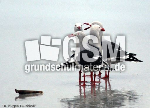 Delphinmöve (7 von 8).jpg